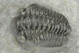 Adrisiops Weugi Trilobite - Recently Described Phacopid #204488-3